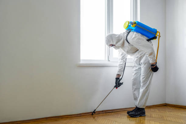 Wasp Removal Services in Farmington, MN