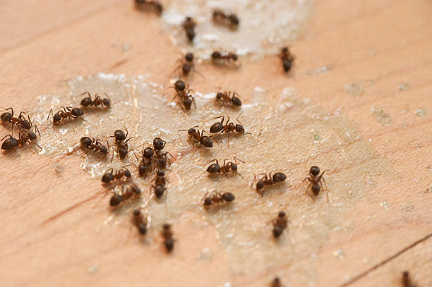 Best Wildlife Control Services  in Farmington, MN