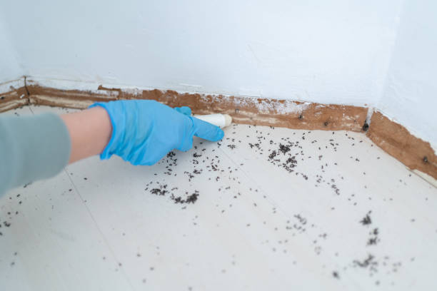Best Mosquito Control Services  in Farmington, MN